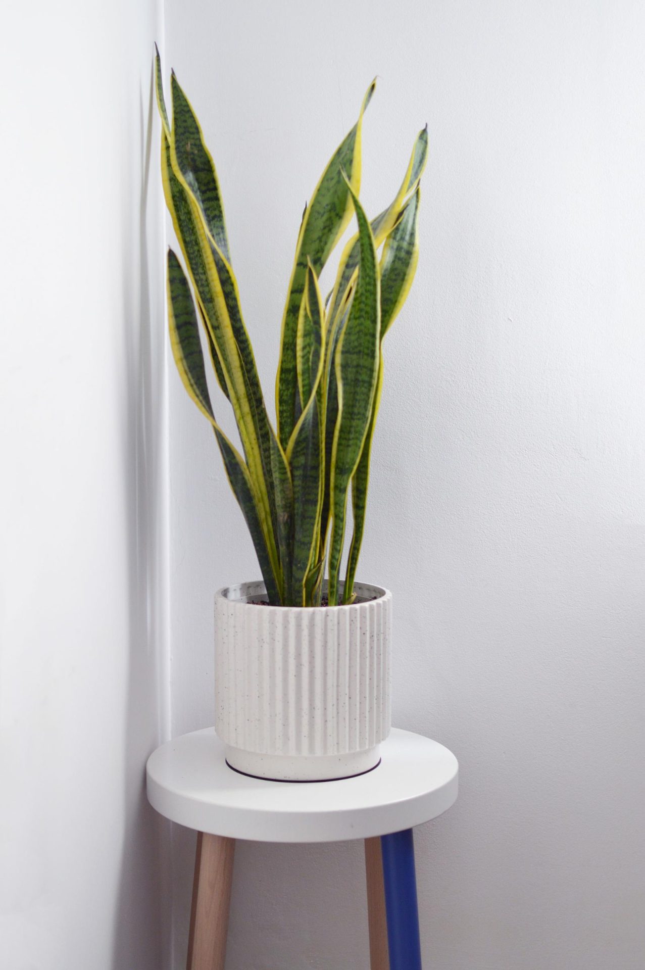 Plantes a l'estudi